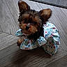 dog, puppy, small_dog, yorkshire_terrier, floral_outfit, dress, ruffles, fashion, portrait, indoor, wooden_floor, large_ears, brown_fur, black_fur, cute, pet, sitting, camera_facing, animal, adorable