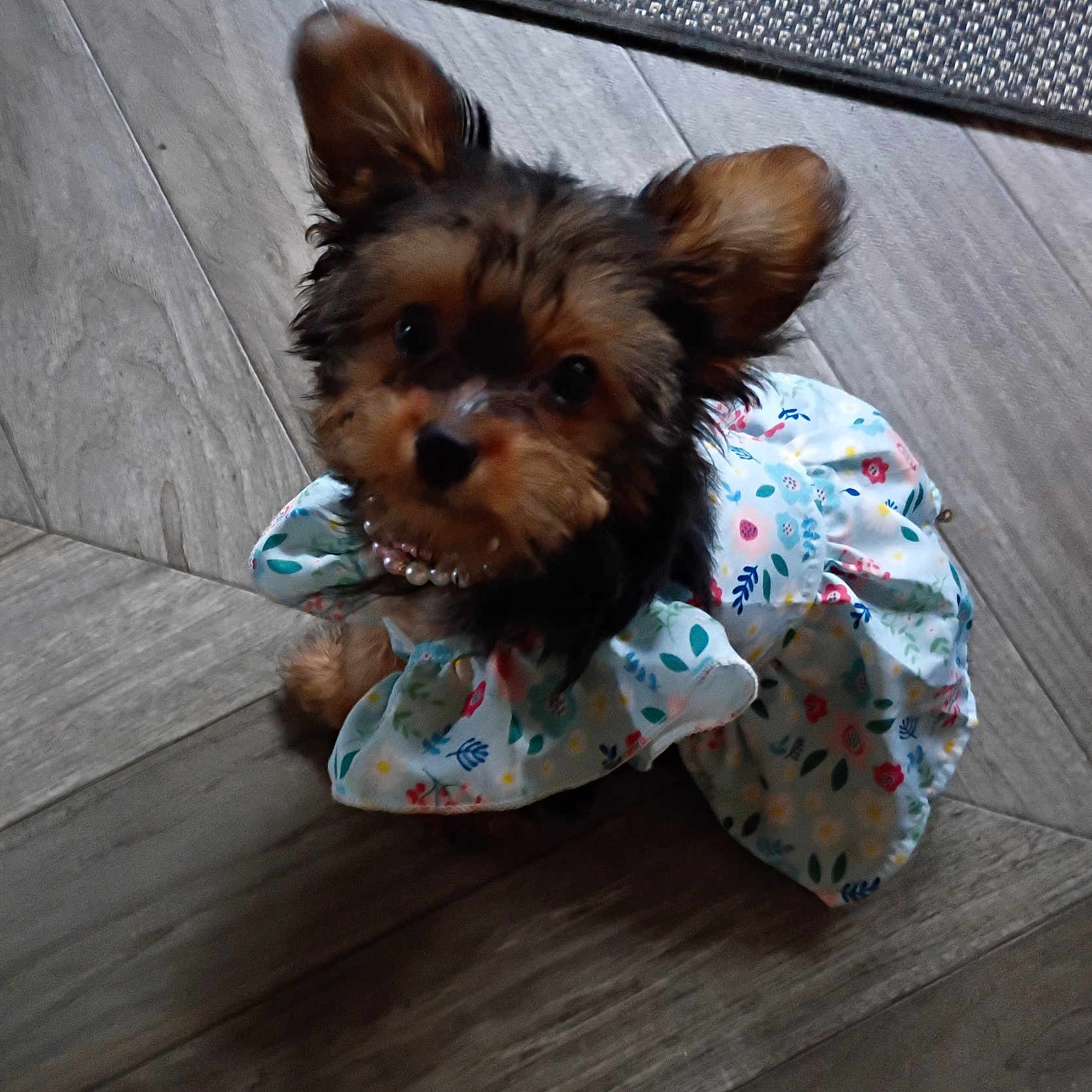 Bella Rose