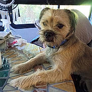 Co-Co Rose joined the competition — help win amazing prizes! dog, small_dog, shaggy, tan_fur, pet, animal, portrait, sitting, lying_down, indoors, table, tiled_table, blue_collar, dreamcatcher, window, blinds, home, cozy, brown_fur, close_up