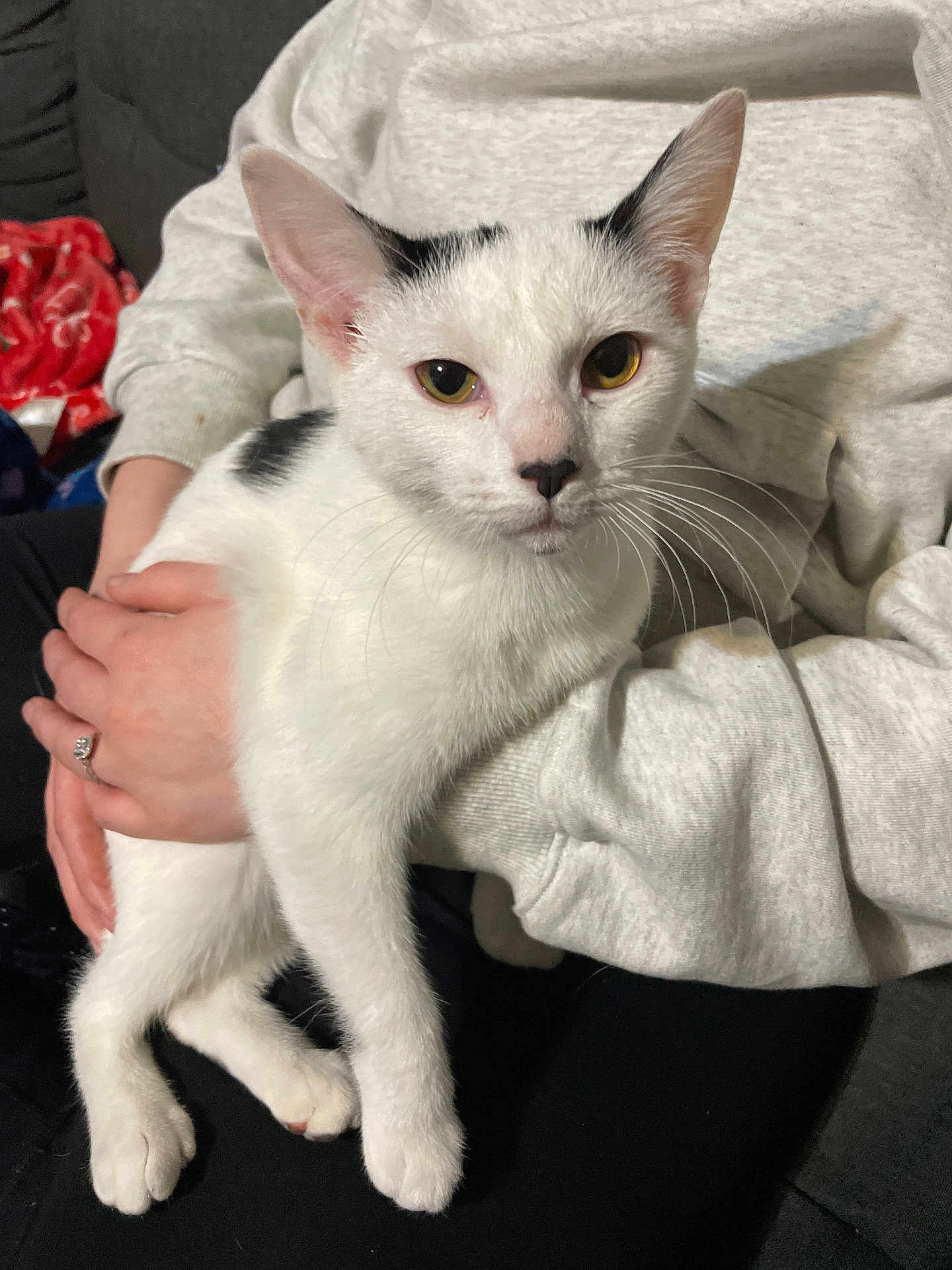 Patches joined the competition — help win amazing prizes! cat, animal, pet, white_cat, black_spots, person, hands, sweatshirt, indoor, couch, comfort, relaxing, feline, closeup, friendly, portrait, domestic_animal, cute, whiskers, sitting