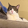 cat, tabby, white_fur, pet, indoor, couch, blanket, relaxed, feline, fur, whiskers, pink_nose, ears, eyes, home, comfortable, resting, animal, domestic_cat, soft_fabric