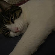 Mew is registered to the contest to win money with this photo: cat, tabby, white_fur, sleepy, close_up, feline, pet, animal, whiskers, nose, paw, resting, indoor, soft_fur, cute, relaxation, domestic_cat, face, ear, fur