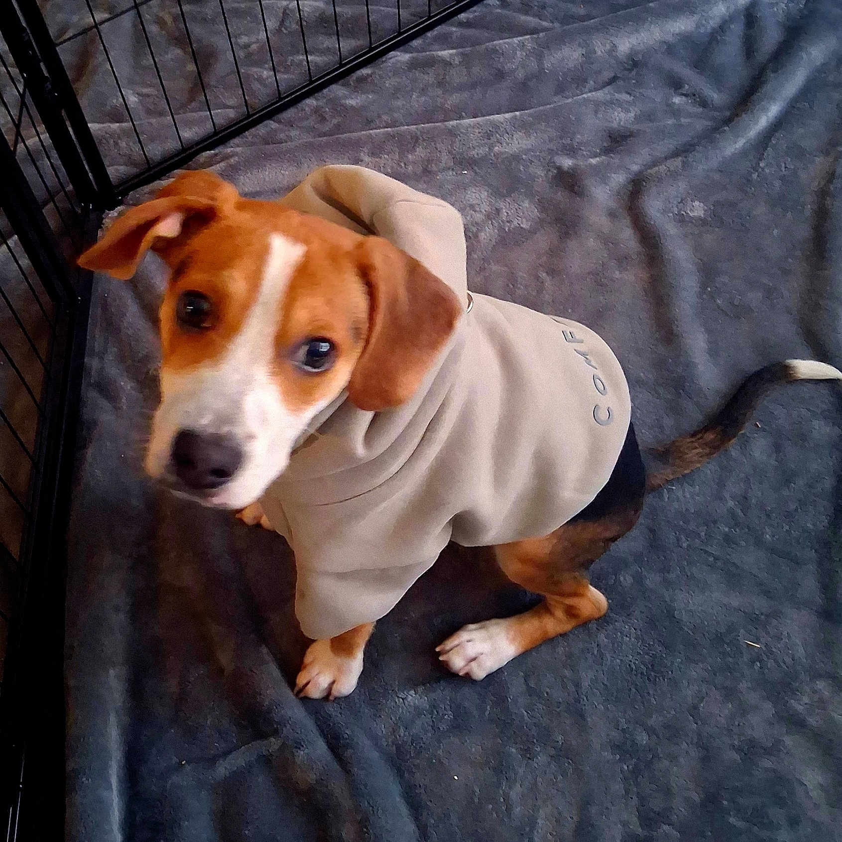 Dexter is registered to the contest to win money with this photo: puppy, dog, hoodie, clothing, pet, indoor, blanket, cage, animal, young, cute, brown, white, tail, ears, looking_up, soft_texture, floor, pet_care, domestic