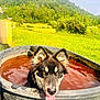 dog, outdoor, water_tub, tongue_out, sunny, grass, nature, forest, pet, happy, animal, canine, summer, playful, brown_water, rural, farm, ear, portrait, closeup