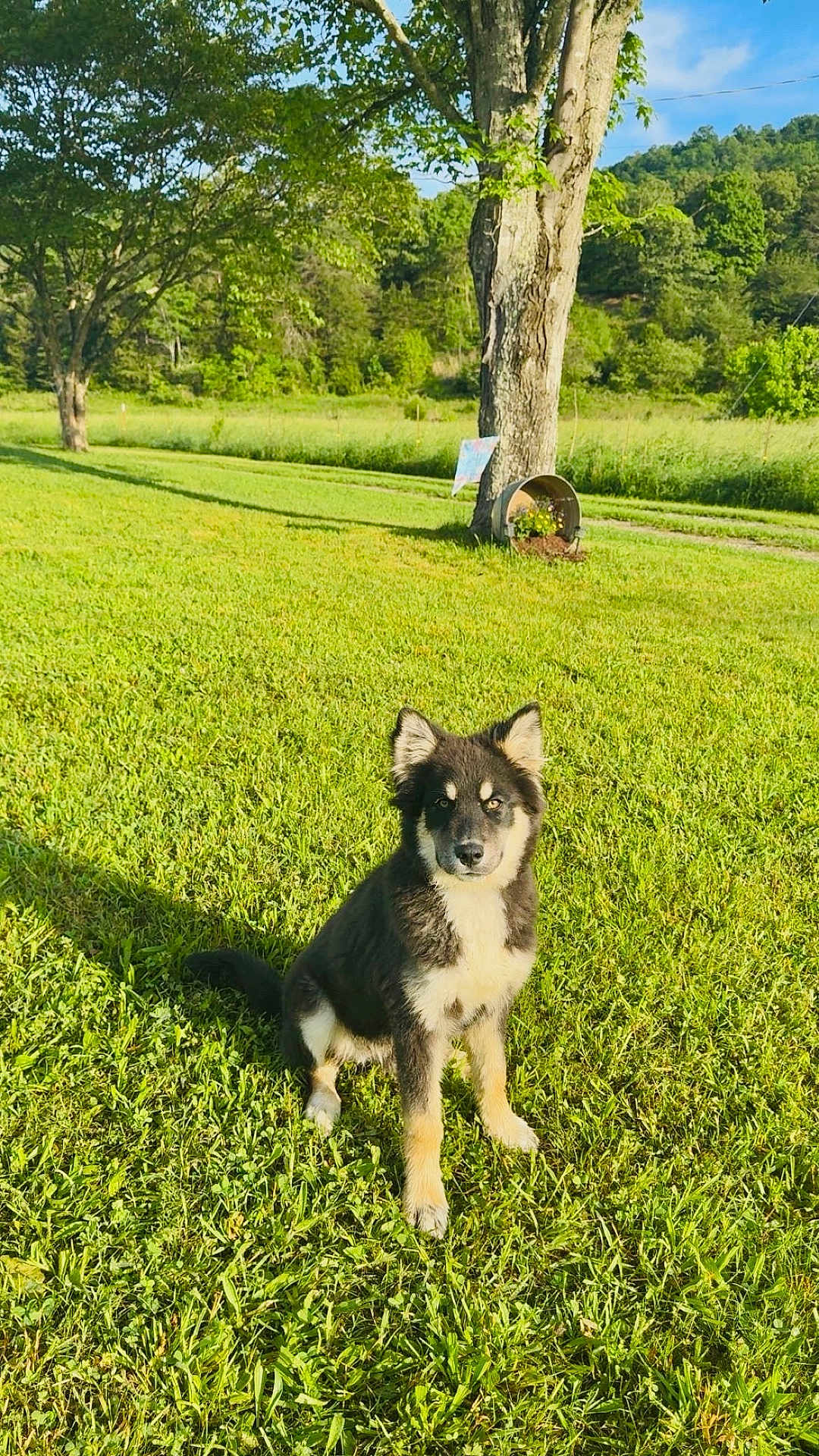 Roscoe