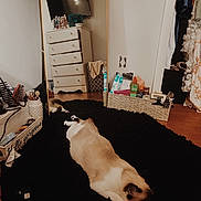Coco is registered to the contest to win money with this photo: cat, siamese_cat, mirror, reflection, rug, black_rug, dresser, basket, toiletries, clothing, floor, wooden_floor, indoor, furniture, relaxed, pet, animal, home, mirror_reflection, casual