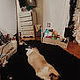 cat, siamese_cat, mirror, reflection, rug, black_rug, dresser, basket, toiletries, clothing, floor, wooden_floor, indoor, furniture, relaxed, pet, animal, home, mirror_reflection, casual