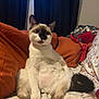Coco joined the competition — help win amazing prizes! cat, siamese_cat, pet, indoor, bed, blanket, curtains, feline, relaxed, sitting, floral_pattern, tail, paws, fur, whiskers, cozy, room, orange_pillow, red_bra, window
