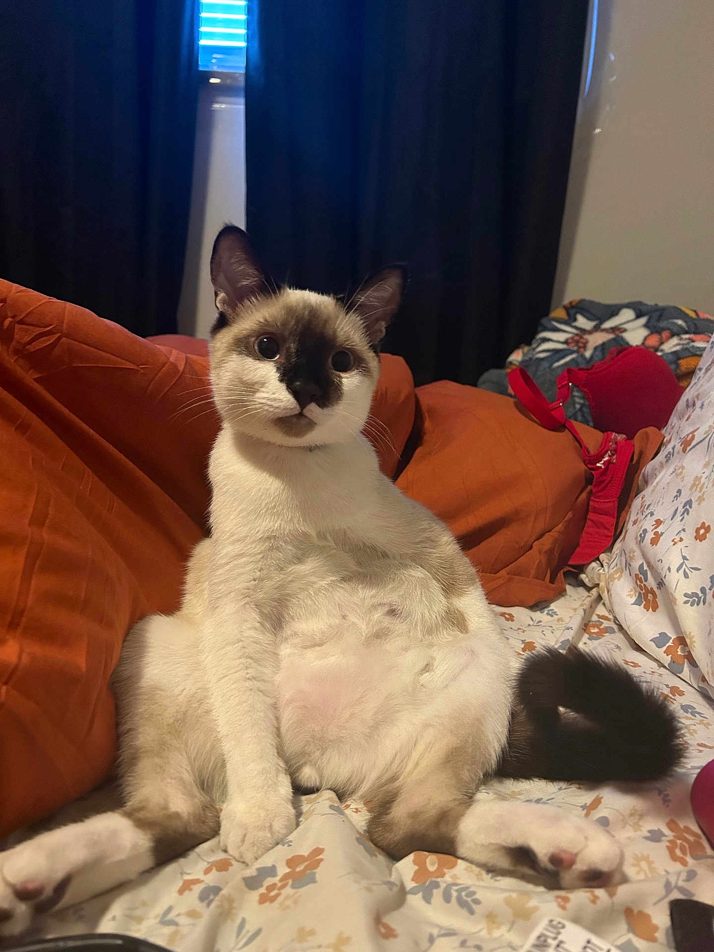 Coco joined the competition — help win amazing prizes! cat, siamese_cat, pet, indoor, bed, blanket, curtains, feline, relaxed, sitting, floral_pattern, tail, paws, fur, whiskers, cozy, room, orange_pillow, red_bra, window