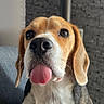 beagle, dog, pet, animal, tongue_out, portrait, close_up, sitting, indoors, sofa, home, brown_white, tri_color, floppy_ears, black_nose, long_muzzle, fur, cute, funny, photography