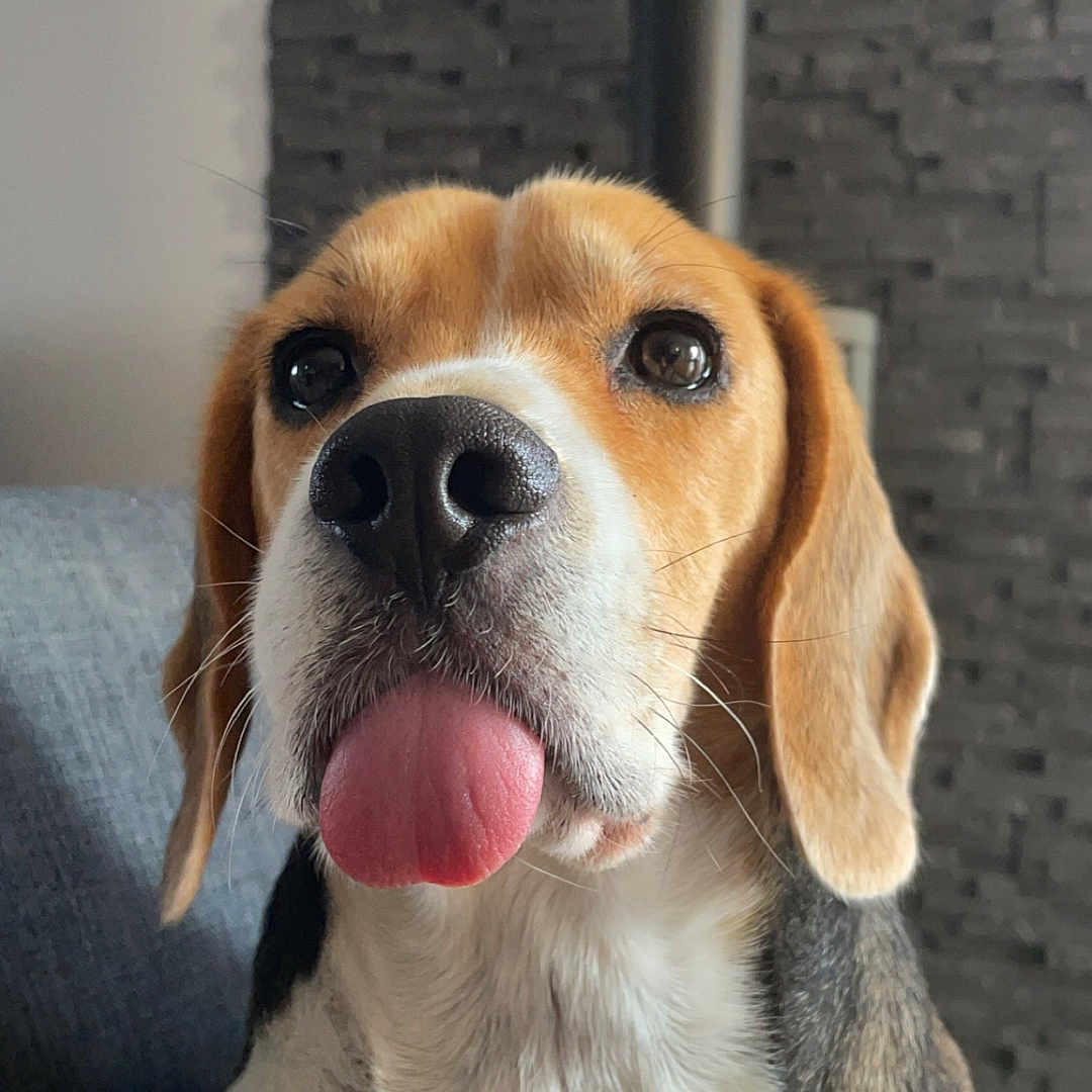 Oscar