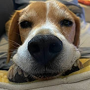Oscar participe au concours pour gagner de l'argent avec cette photo : dog, beagle, pet, canine, close_up, nose, snout, whiskers, brown_and_white, floppy_ears, black_nose, fur, portrait, indoor, cushion, resting, curious, cute, animal, photography