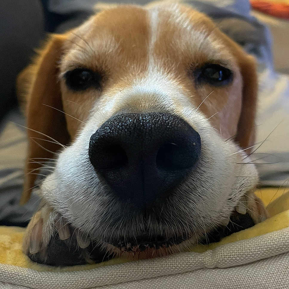 Oscar participe au concours pour gagner de l'argent avec cette photo : dog, beagle, pet, canine, close_up, nose, snout, whiskers, brown_and_white, floppy_ears, black_nose, fur, portrait, indoor, cushion, resting, curious, cute, animal, photography
