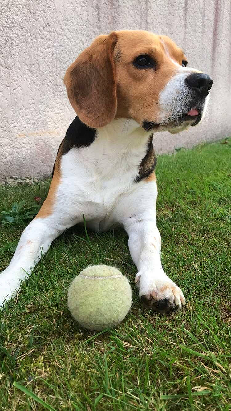 Oscar a rejoint le concours — aidez-le/la à gagner de superbes lots ! animal, ball, beagle, black_nose, brown_and_white, canine, close_up, dog, floppy_ears, garden, grass, lying_down, outdoor, pet, portrait, puppy, sitting, tennis_ball, tongue, wall