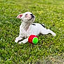 animal, ball, boxer, bulldog, canine, dog, football, frenchbulldog, grass, lawn, pet, pitbull, plant, puppy, soccer, soccerball, sphere, sport, tennis, tennisball