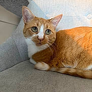 Barbara joined the competition — help win amazing prizes! animal, cat, chair, closeup, cozy, curious, domestic_cat, ears, feline, gray_fabric, green_eyes, home, indoor, orange_cat, pet, portrait, resting, upholstered_chair, whiskers, white_cat