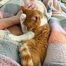Barbara is registered to the contest to win money with this photo: animal, blanket, cat, colorful_blanket, comfort, cozy, cute, fur, grooming, human_hand, indoor, orange_cat, paw_on_face, pet, relaxation, resting_cat, sleepy, soft_texture, striped_tail, white_paw