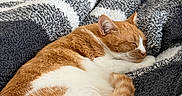 Barbara is registered to the contest to win money with this photo: animal, blanket, cat, comfort, cozy, cute, feline, fur, home, indoor, nap, orange_cat, pet, relaxation, resting, sleeping, soft, striped_blanket, texture, white_cat