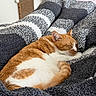 animal, blanket, cat, comfort, cozy, cute, feline, fur, home, indoor, nap, orange_cat, pet, relaxation, resting, sleeping, soft, striped_blanket, texture, white_cat