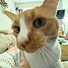 Barbara is registered to the contest to win money with this photo: blanket, blurry, cat, close, close_up, couch, cozy, curious, domestic_animal, ears, face, feline, furniture, home, indoor, living_room, orange_cat, pet, whiskers, white_cat
