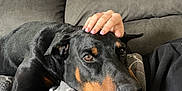 Rolo joined the competition — help win amazing prizes! dog, doberman, pet, animal, couch, blanket, hand, furniture, indoor, cozy, relaxation, companion, home, comfort, black_dog, brown_markings, resting, human_hand, nail_polish, wall_art