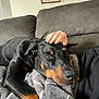 dog, doberman, pet, animal, couch, blanket, hand, furniture, indoor, cozy, relaxation, companion, home, comfort, black_dog, brown_markings, resting, human_hand, nail_polish, wall_art