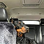Rolo joined the competition — help win amazing prizes! doberman, dog, car_interior, black_leather_seat, seat_cover, pet, animal, looking_away, collar, tag, alert, indoors, transportation, canine, mammal, vehicle, resting, side_view, domestic_animal, companionship