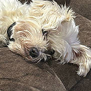 Bennette joined the competition — help win amazing prizes! animal, brown_couch, canine, close_up, companion, couch, cozy, cute, dog, domestic, fluffy, fur, indoor, lounging, nap, pet, relaxed, resting, sleepy, white_dog