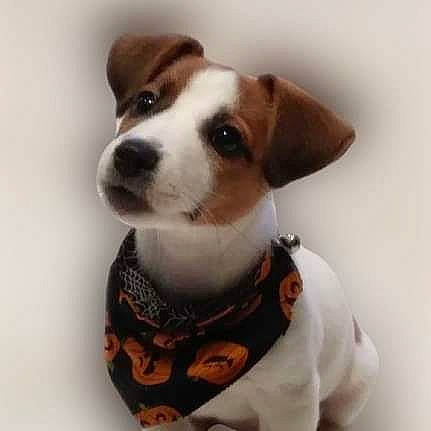 Jack is registered to the contest to win money with this photo: canidae, carnivore, collar, companion_dog, dog, dog_bed, dog_breed, dog_clothes, dog_collar, dog_supply, fawn, fur, leash, pet_supply, puppy, snout, sporting_group, toy_dog, whiskers, working_animal