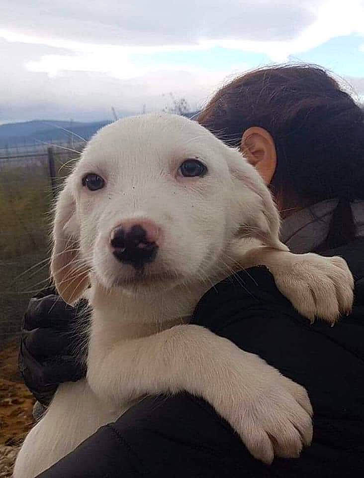 Daisy joined the competition — help win amazing prizes! canidae, carnivore, central_asian_shepherd_dog, companion_dog, dog, dog_breed, mammal, non_sporting_group, nose, puppy, rare_breed_dog, snout, sporting_group, vertebrate