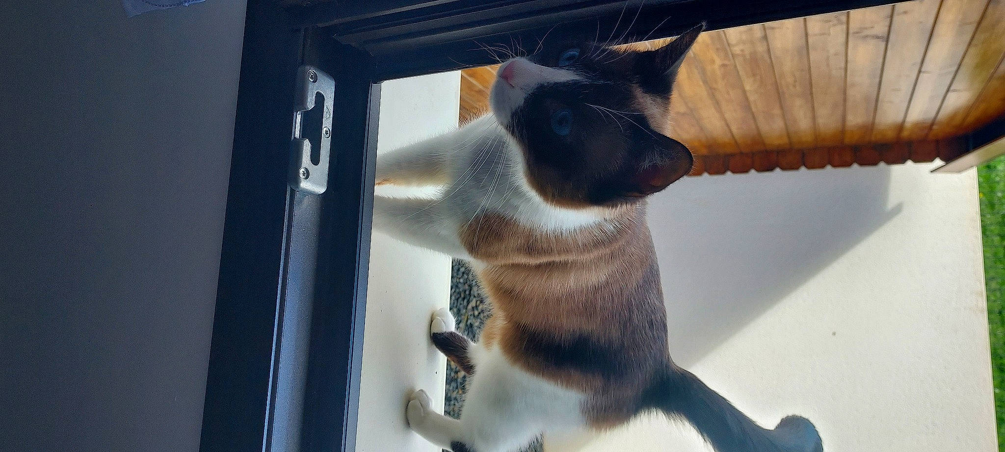 Choupette participe au concours pour gagner de l'argent avec cette photo : balinese, canidae, carnivore, cat, claw, comfort, domestic_short_haired_cat, door, fawn, felidae, fur, paw, small_to_medium_sized_cats, snout, tail, terrestrial_animal, whiskers, wildlife, window, wood