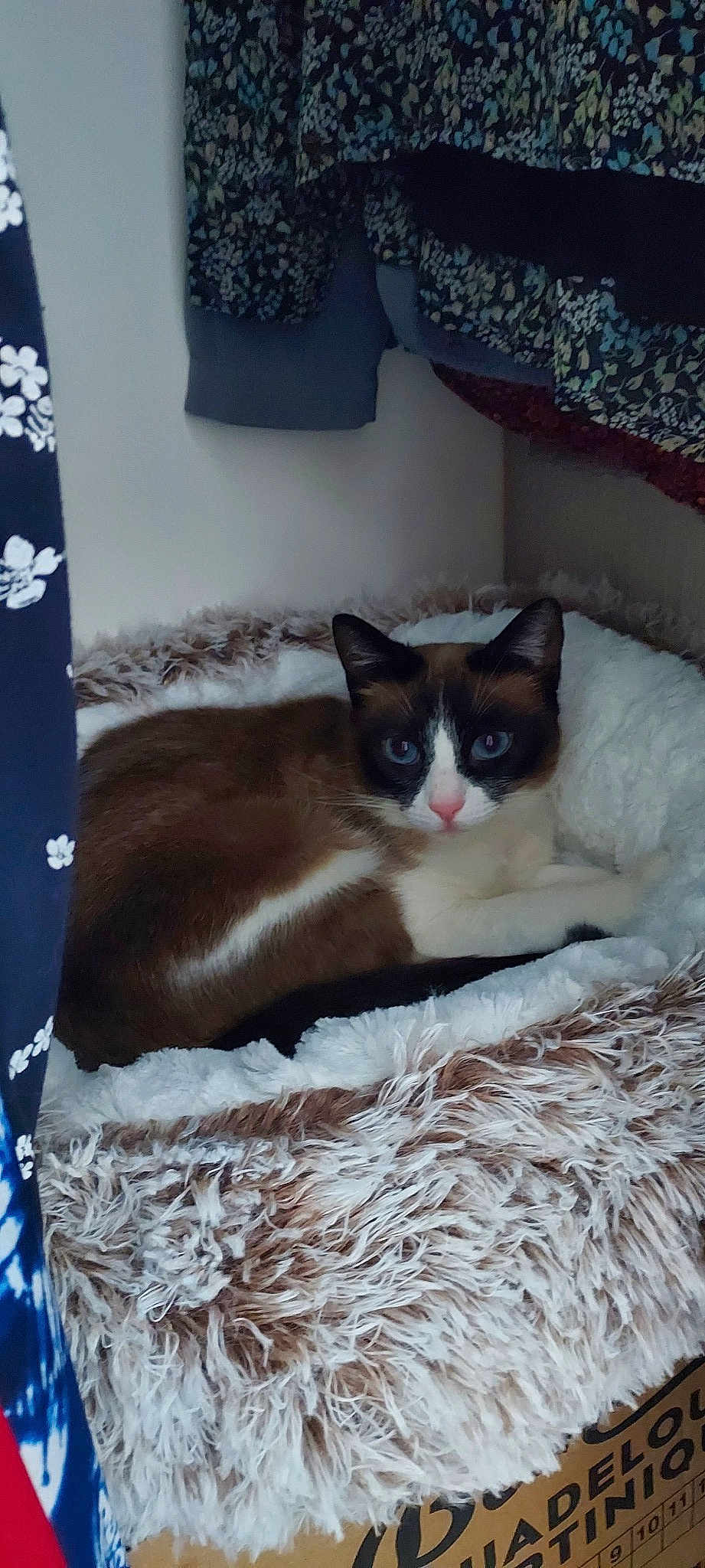 Choupette
