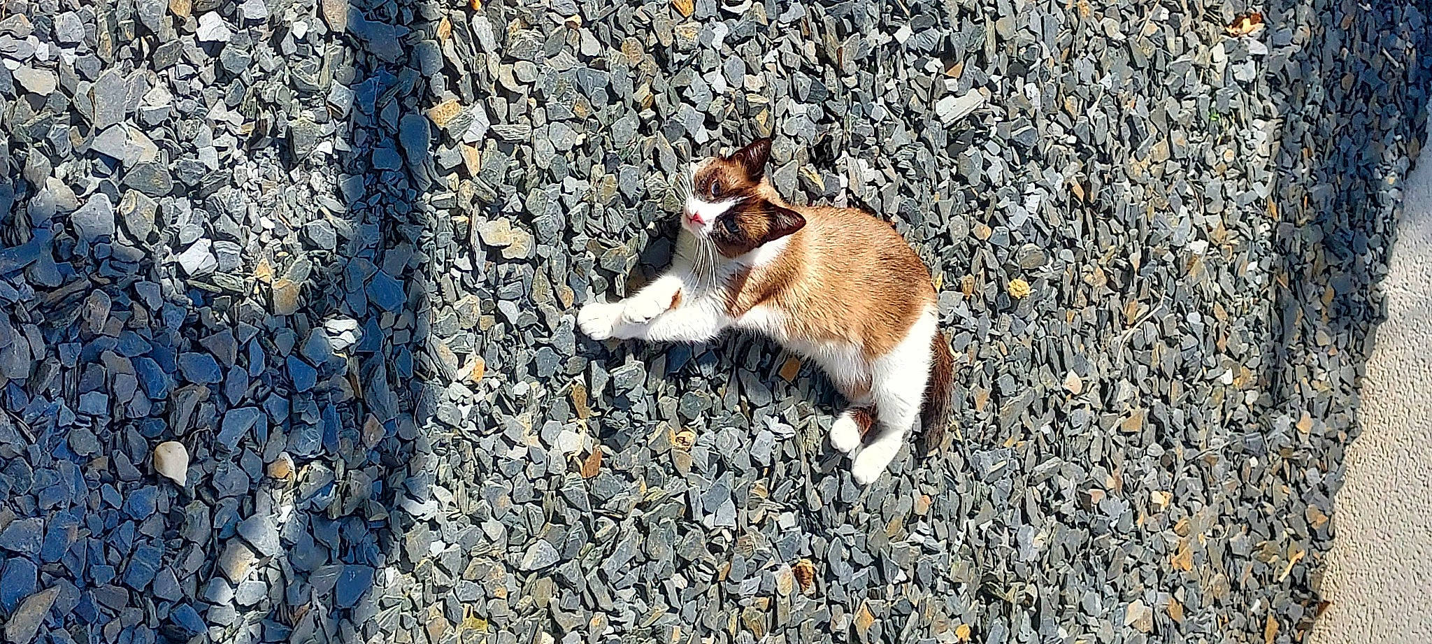 Choupette participe au concours pour gagner de l'argent avec cette photo : asphalt, canidae, carnivore, cat, dog_breed, fawn, felidae, fur, grass, road_surface, rock, shadow, small_to_medium_sized_cats, snout, soil, tail, terrestrial_animal, whiskers, wildlife, wood