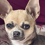 Virgule a rejoint le concours — aidez-le/la à gagner de superbes lots ! dog, close_up, pet, animal, small_dog, chihuahua, ears, face, collar, fur, whiskers, bed, blanket, indoor, domestic_animal, cute, alert, portrait, resting, looking