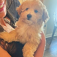 Koda joined the competition — help win amazing prizes! puppy, dog, fluffy, woman, smile, indoor, holding, fur, cute, pet, face, portrait, home, chair, floor, person, long_hair, black_top, light, cozy
