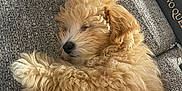 Koda is registered to the contest to win money with this photo: puppy, dog, sleeping, fluffy, couch, gray, furniture, indoor, pet, cute, relaxing, closeup, nose, fur, cozy, resting, home, animal, book, text