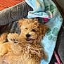 Koda is registered to the contest to win money with this photo: puppy, dog, pet_bed, blanket, playful, curly_fur, indoor, cozy, smiling, cute, animal, fur, toy, pink_rope_toy, wood_floor, relaxed, young_dog, happy, paw_print, canine