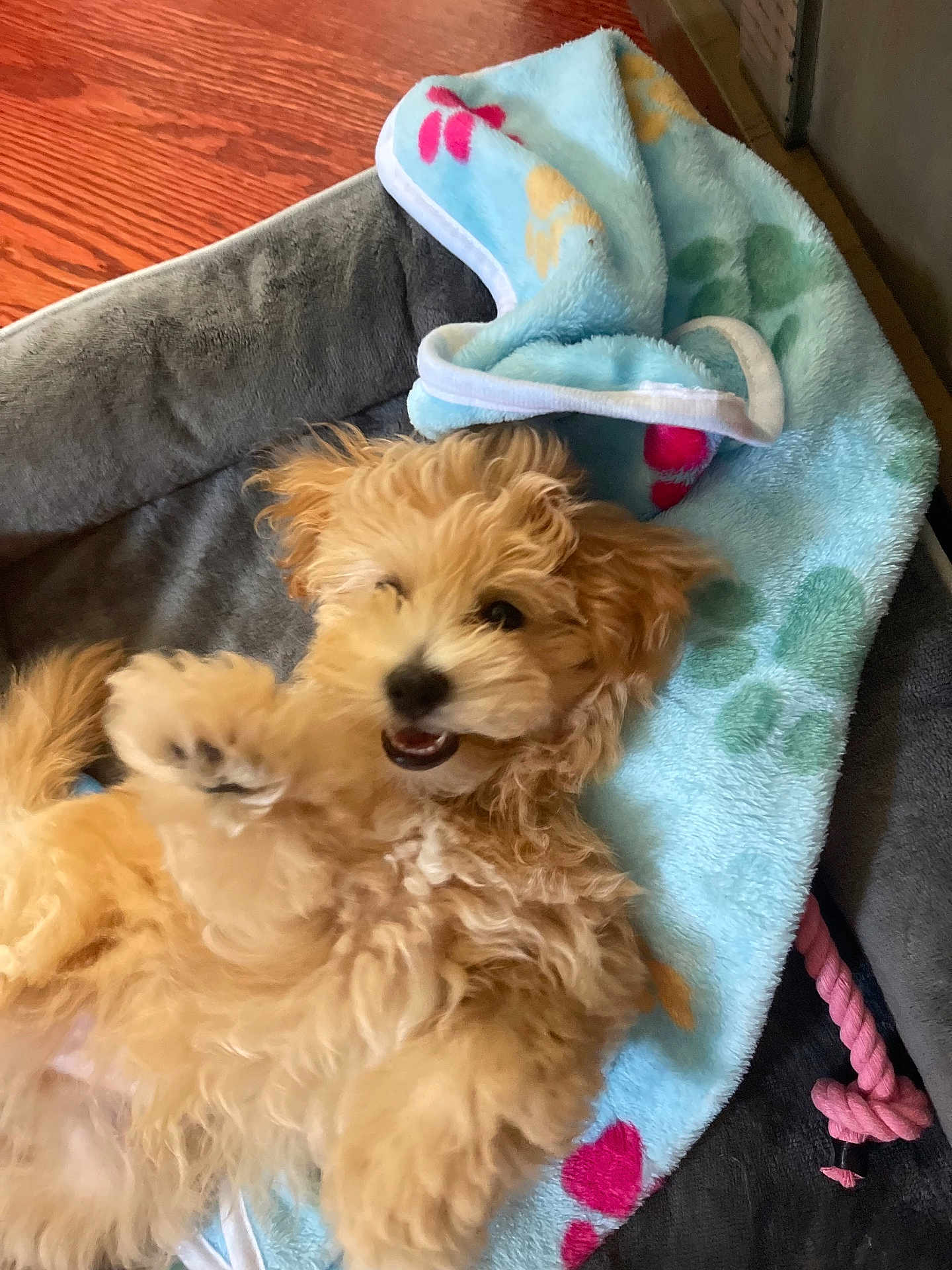 Koda is registered to the contest to win money with this photo: puppy, dog, pet_bed, blanket, playful, curly_fur, indoor, cozy, smiling, cute, animal, fur, toy, pink_rope_toy, wood_floor, relaxed, young_dog, happy, paw_print, canine