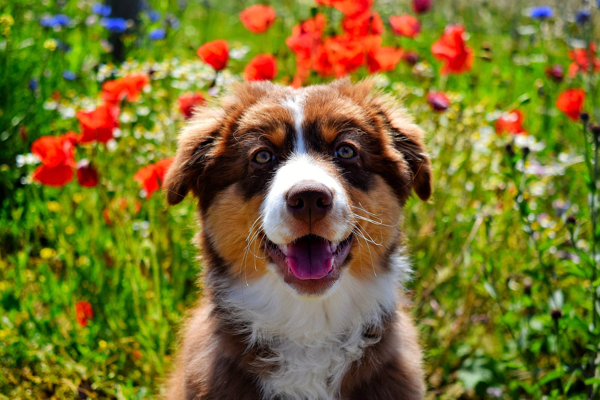 Spartacus participe au concours pour gagner de l'argent avec cette photo : annual_plant, border_collie, canidae, carnivore, companion_dog, coquelicot, dog, dog_breed, flower, fur, grass, green, natural_landscape, plant, snout, sporting_group, spring, terrestrial_animal, whiskers, working_dog