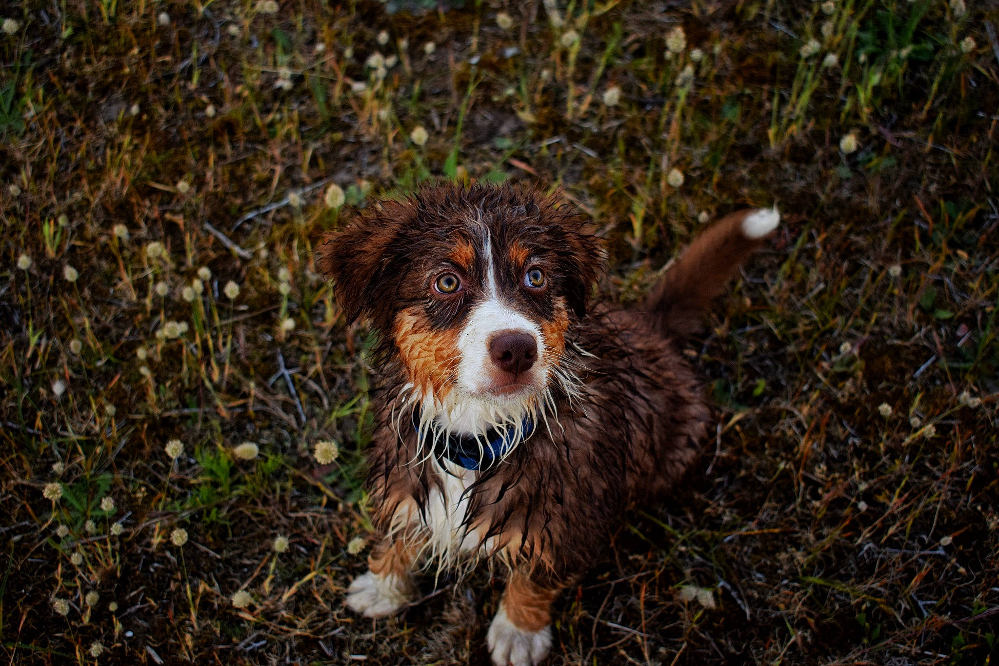Spartacus participe au concours pour gagner de l'argent avec cette photo : carnivore, companion_dog, dog, dog_breed, fur, grass, herding_dog, liver, plant, soil, terrestrial_animal, toy_dog, whiskers, working_dog