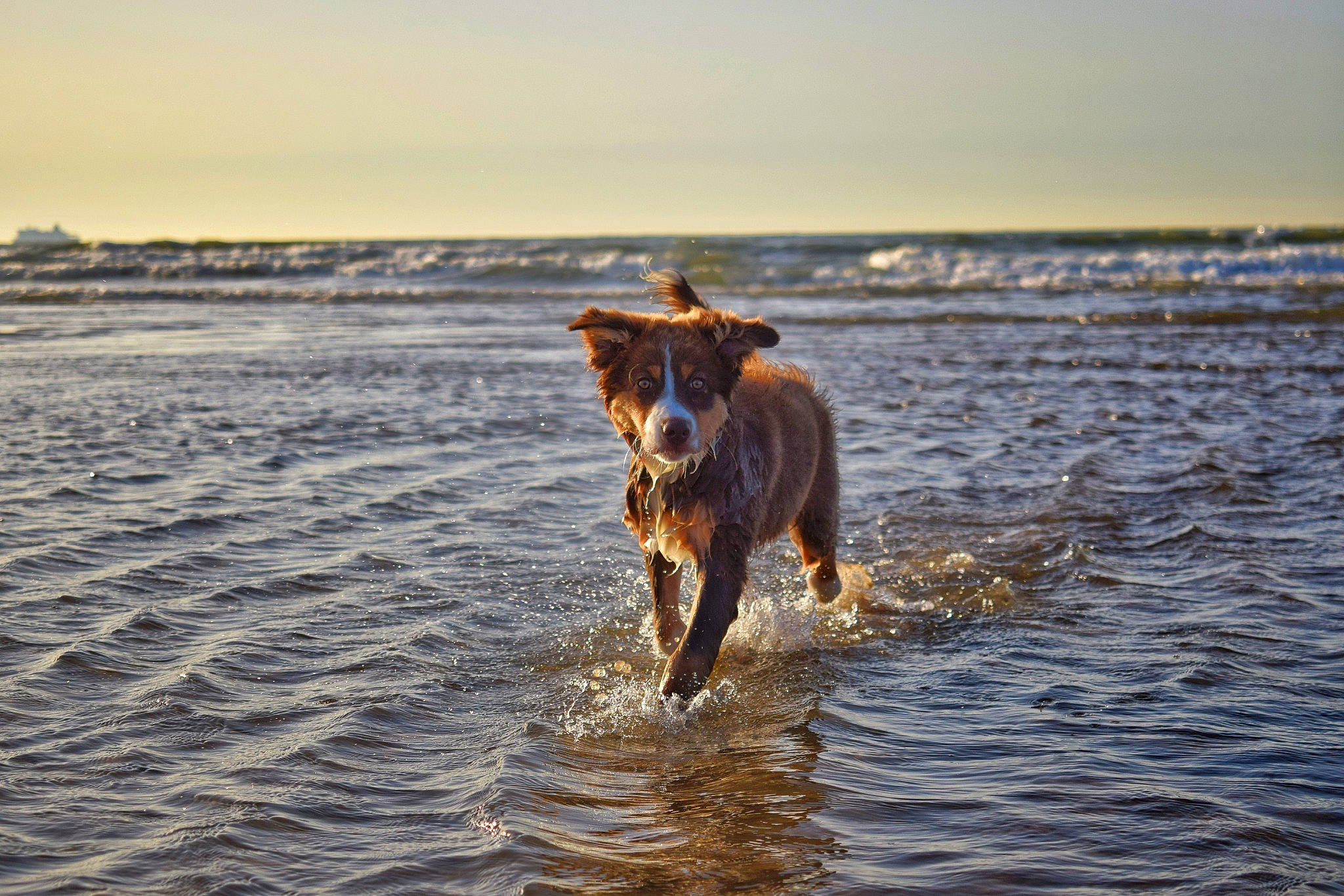Spartacus participe au concours pour gagner de l'argent avec cette photo : beach, carnivore, coast, dog, dog_breed, evening, fawn, horizon, lake, landscape, liquid, ocean, sand, sky, sporting_group, tail, water, wave, wind_wave, working_animal