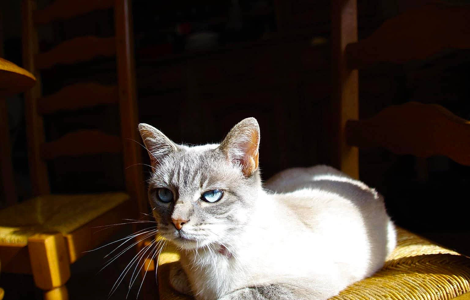 Litchi participe au concours pour gagner de l'argent avec cette photo : american_curl, asian, burmese, burmilla, carnivore, cat, colorpoint_shorthair, ear, felidae, fur, javanese, kitten, mammal, ragdoll, small_to_medium_sized_cats, thai, tonkinese, turkish_angora, vertebrate, whiskers