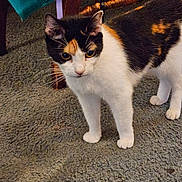 Katniss is registered to the contest to win money with this photo: calico_cat, cat, pet, animal, indoor, carpet, furniture, wood, curious, alert, whiskers, ears, floor, domestic, closeup, standing, mammal, feline, household, tail