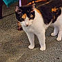 calico_cat, cat, pet, animal, indoor, carpet, furniture, wood, curious, alert, whiskers, ears, floor, domestic, closeup, standing, mammal, feline, household, tail