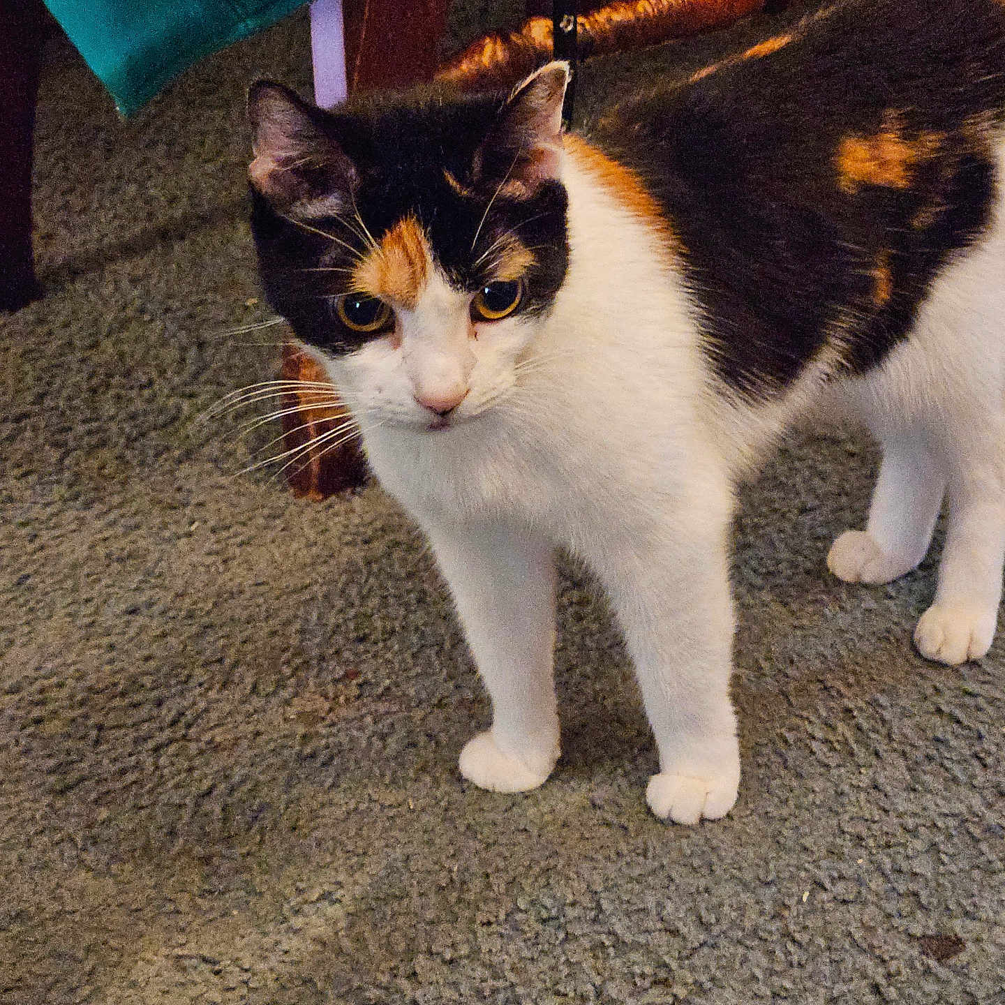 Katniss is registered to the contest to win money with this photo: alert, animal, calico_cat, carpet, cat, closeup, curious, domestic, ears, feline, floor, furniture, household, indoor, mammal, pet, standing, tail, whiskers, wood