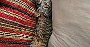 Sweetpea is registered to the contest to win money with this photo: cat, tabby_cat, sleeping, stretching, blanket, pillow, indoor, furniture, cozy, resting, striped, fur, animal, pet, relaxation, comfort, home, cute, napping, soft