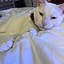 Laylon joined the competition — help win amazing prizes! cat, white_cat, pet, indoor, bed, blanket, collar, feline, relaxed, sleepy, closeup, animal, cute, domestic_cat, fur, paw, resting, soft_lighting, bedroom, cozy