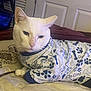 Laylon is registered to the contest to win money with this photo: cat, white_cat, pet_clothing, shirt, bones_pattern, paw_prints, bed, pillow, indoor, feline, relaxed, animal, domestic_animal, fur, whiskers, ears, face, cute, resting, household