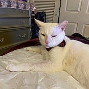 Laylon is registered to the contest to win money with this photo: cat, white_cat, bowtie, bed, bedspread, indoor, furniture, dresser, door, relaxed, pet, animal, sleepy, closeup, mammal, domestic_animal, resting, household, cozy, feline
