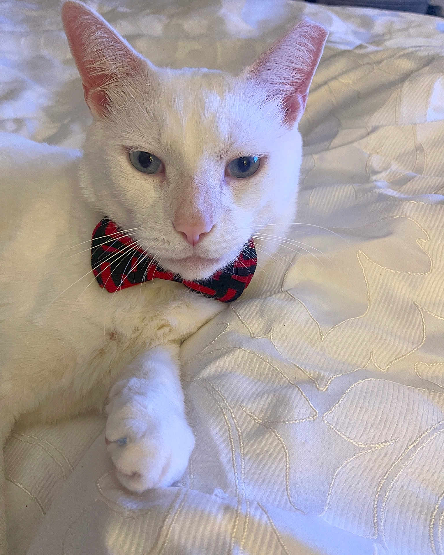 Laylon